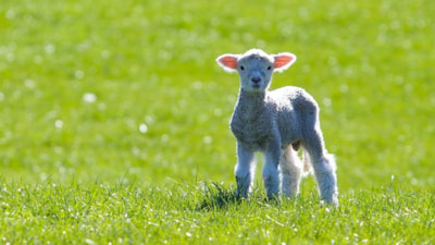 Lente